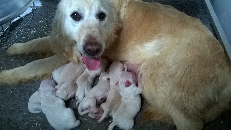 Du Royaume D'hocus Pocus - Golden Retriever - Portée née le 01/03/2016