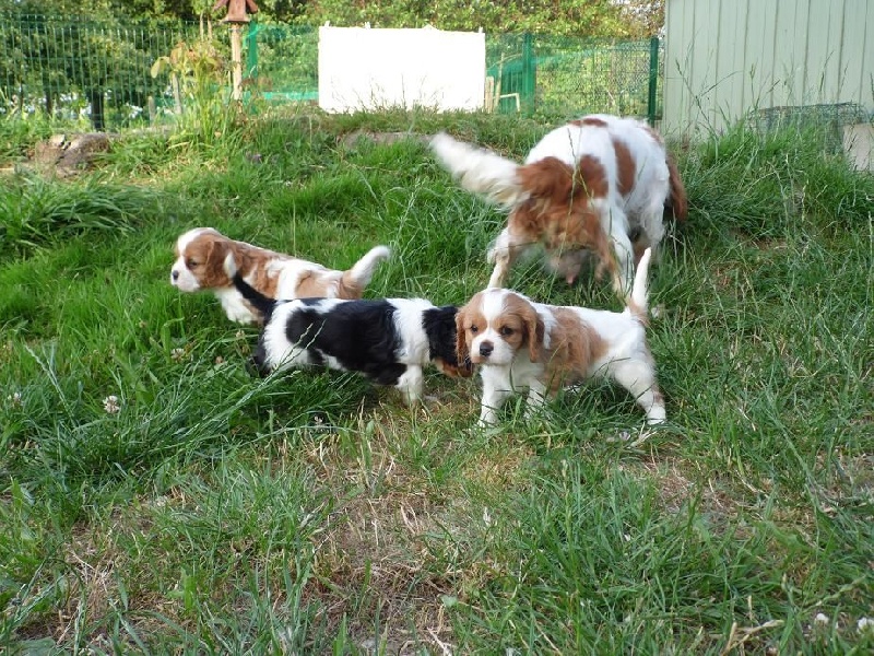 chiot Cavalier King Charles Spaniel Du Royaume D'hocus Pocus