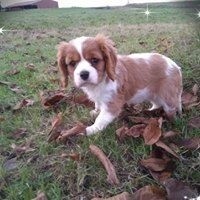 Du Royaume D'hocus Pocus - Cavalier King Charles Spaniel - Portée née le 04/10/2018