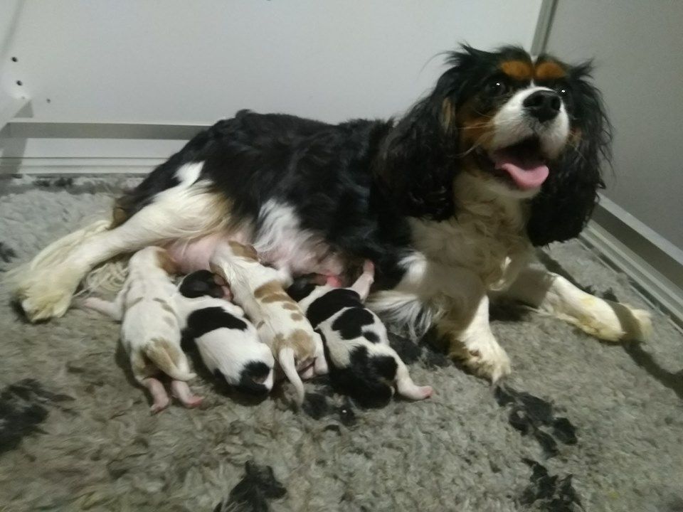 Du Royaume D'hocus Pocus - Cavalier King Charles Spaniel - Portée née le 07/07/2019