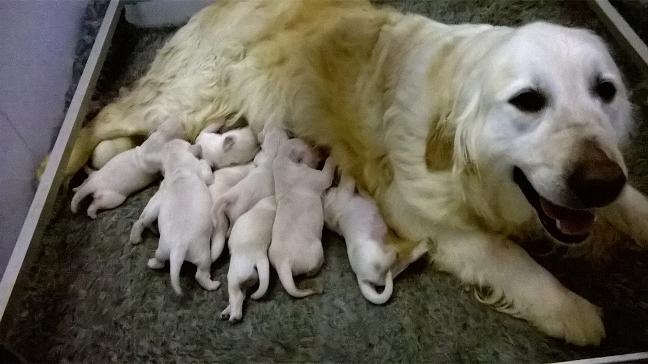 Du Royaume D'hocus Pocus - Golden Retriever - Portée née le 15/05/2015