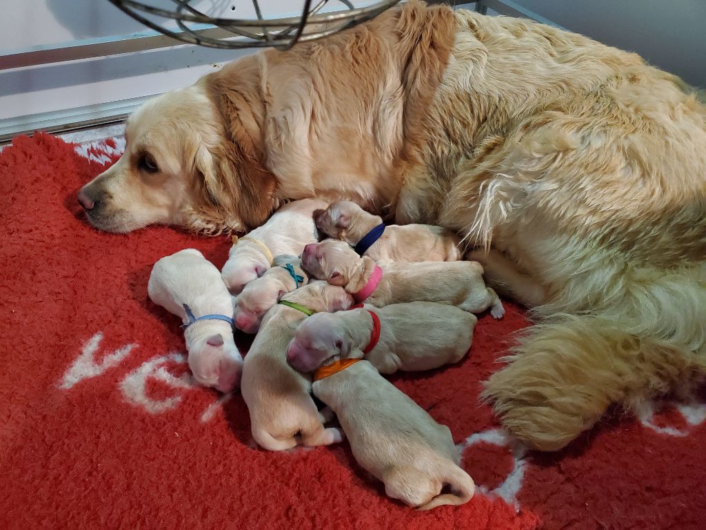 Du Royaume D'hocus Pocus - Golden Retriever - Portée née le 13/03/2024