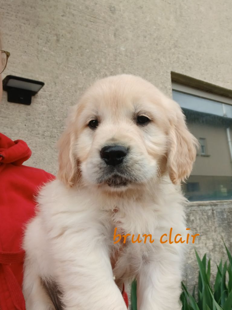 Du Royaume D'hocus Pocus - Chiots disponibles - Golden Retriever