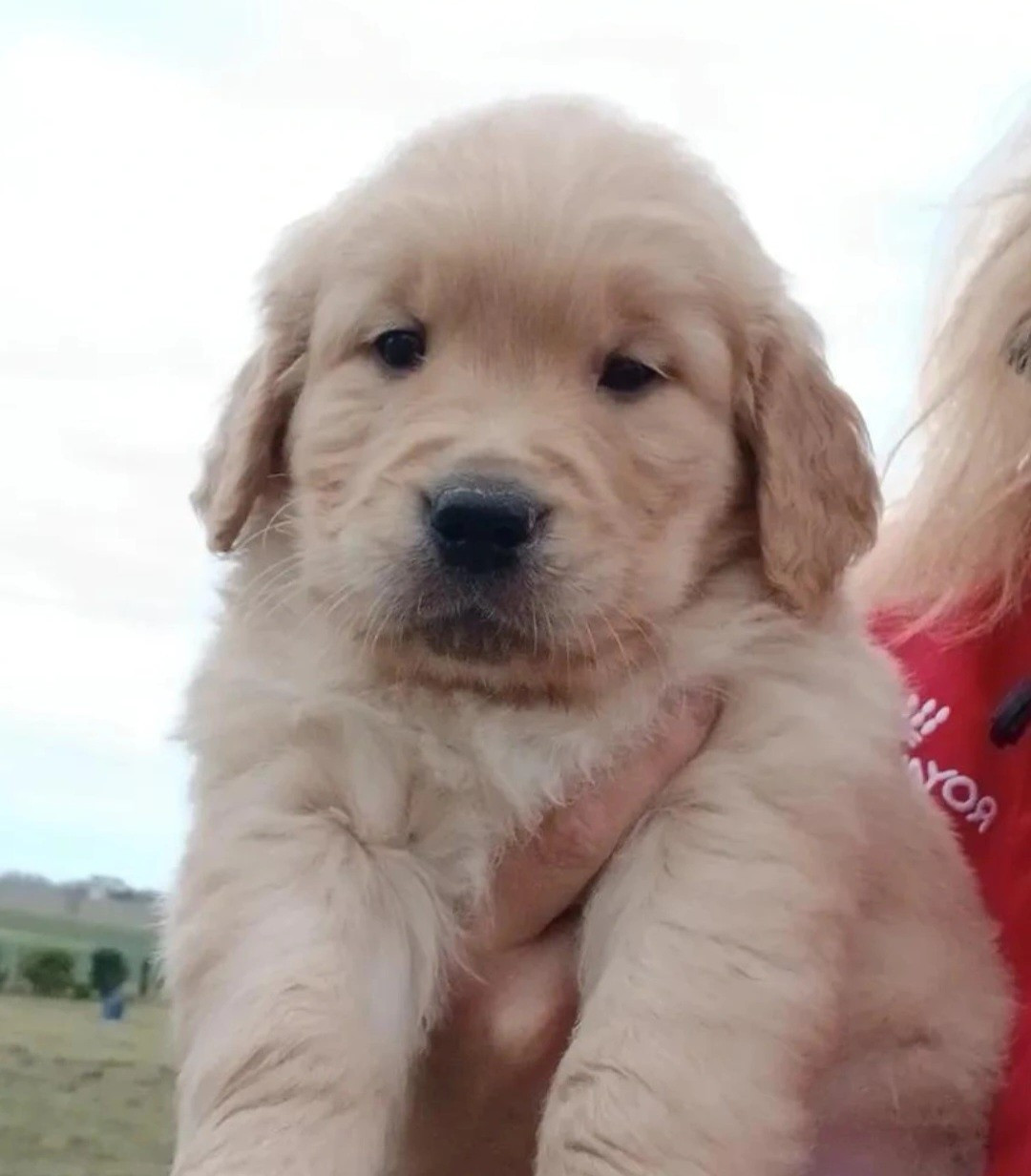 Du Royaume D'hocus Pocus - Chiots disponibles - Golden Retriever