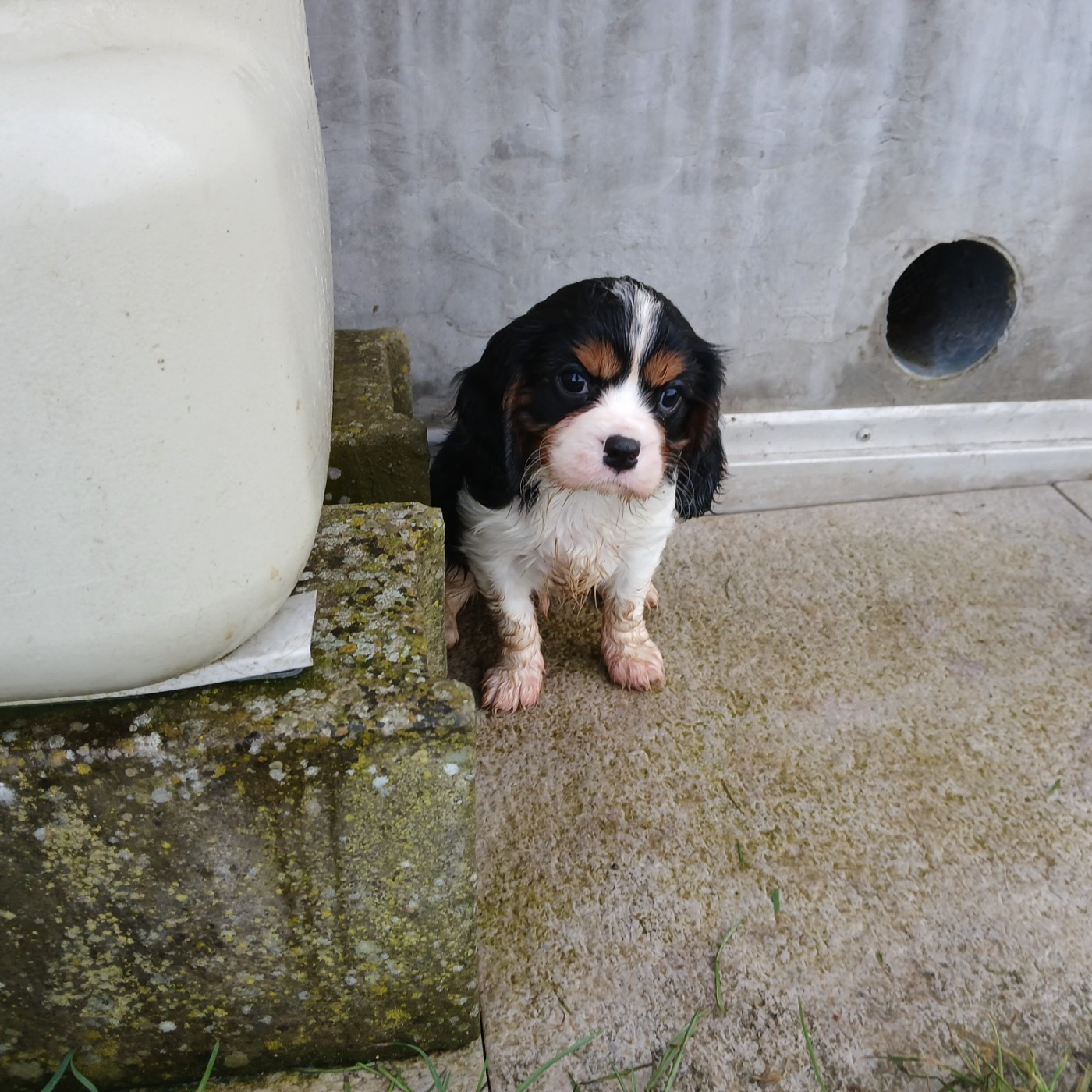 Du Royaume D'hocus Pocus - Chiots disponibles - Cavalier King Charles Spaniel