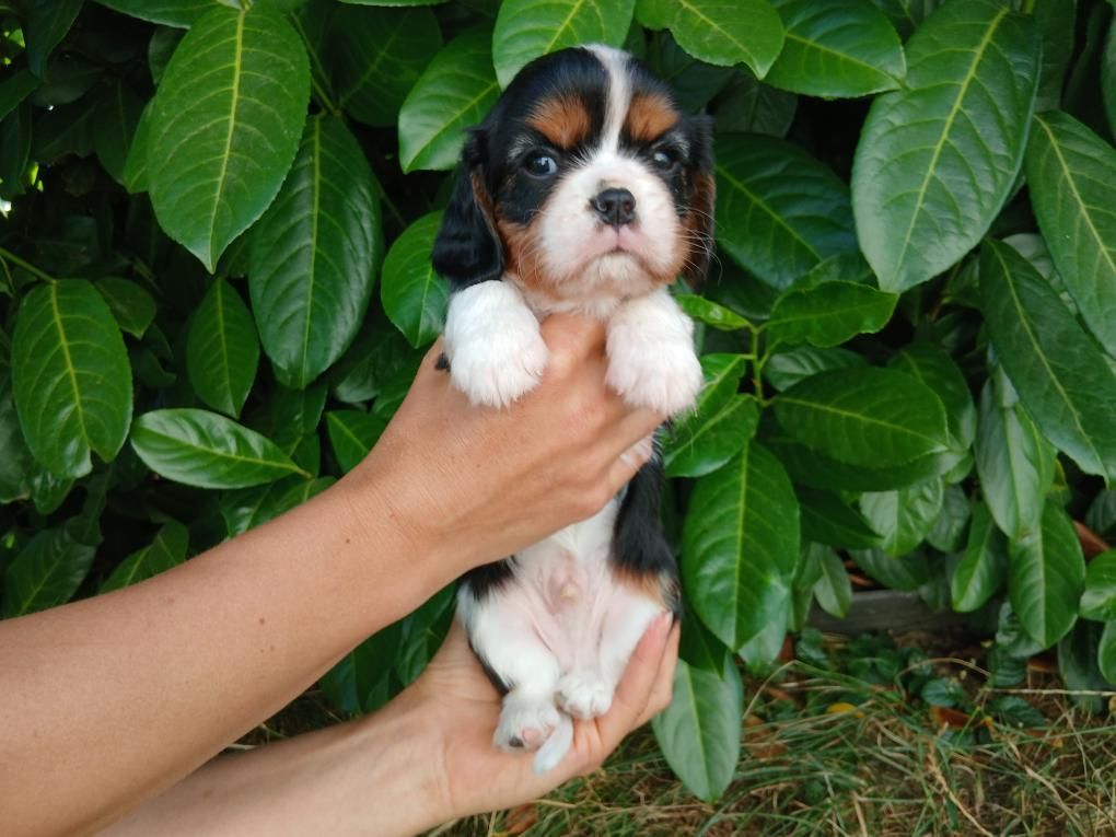 Du Royaume D'hocus Pocus - Cavalier King Charles Spaniel - Portée née le 19/06/2025