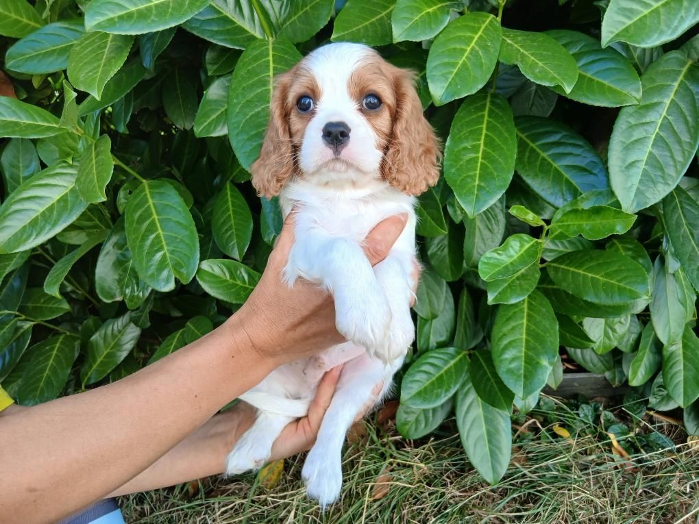 Du Royaume D'hocus Pocus - Chiots disponibles - Cavalier King Charles Spaniel
