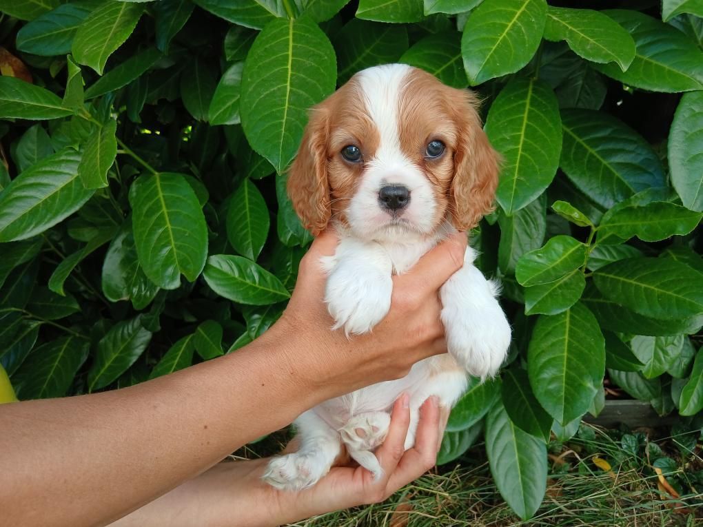 Du Royaume D'hocus Pocus - Chiots disponibles - Cavalier King Charles Spaniel