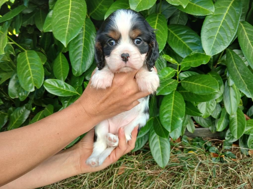 Du Royaume D'hocus Pocus - Chiots disponibles - Cavalier King Charles Spaniel