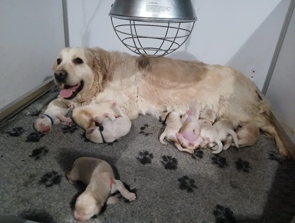 Chiot Golden Retriever Du Royaume D'hocus Pocus