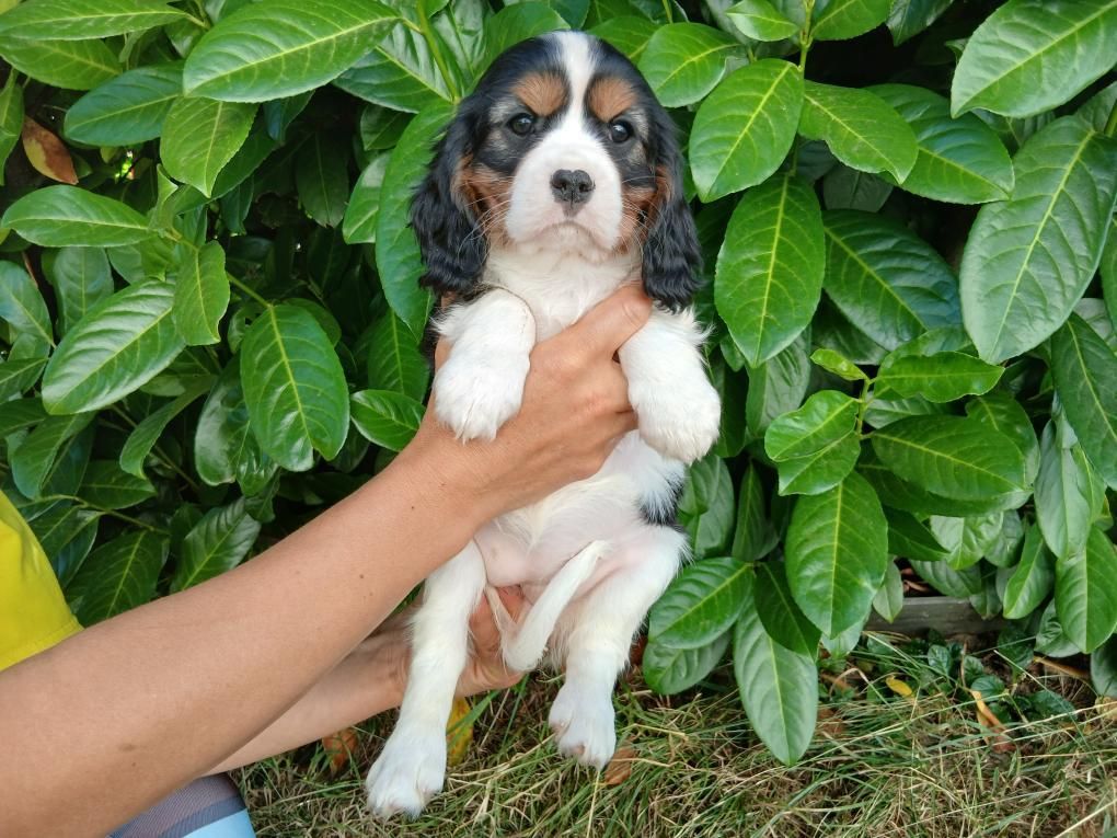 Du Royaume D'hocus Pocus - Chiots disponibles - Cavalier King Charles Spaniel