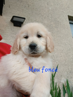 Bleu foncé 