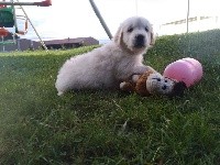 O'Buddy