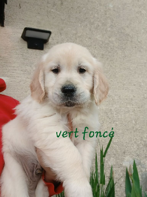 Vert foncé 