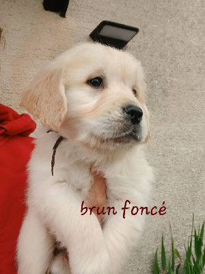 Brun foncé 