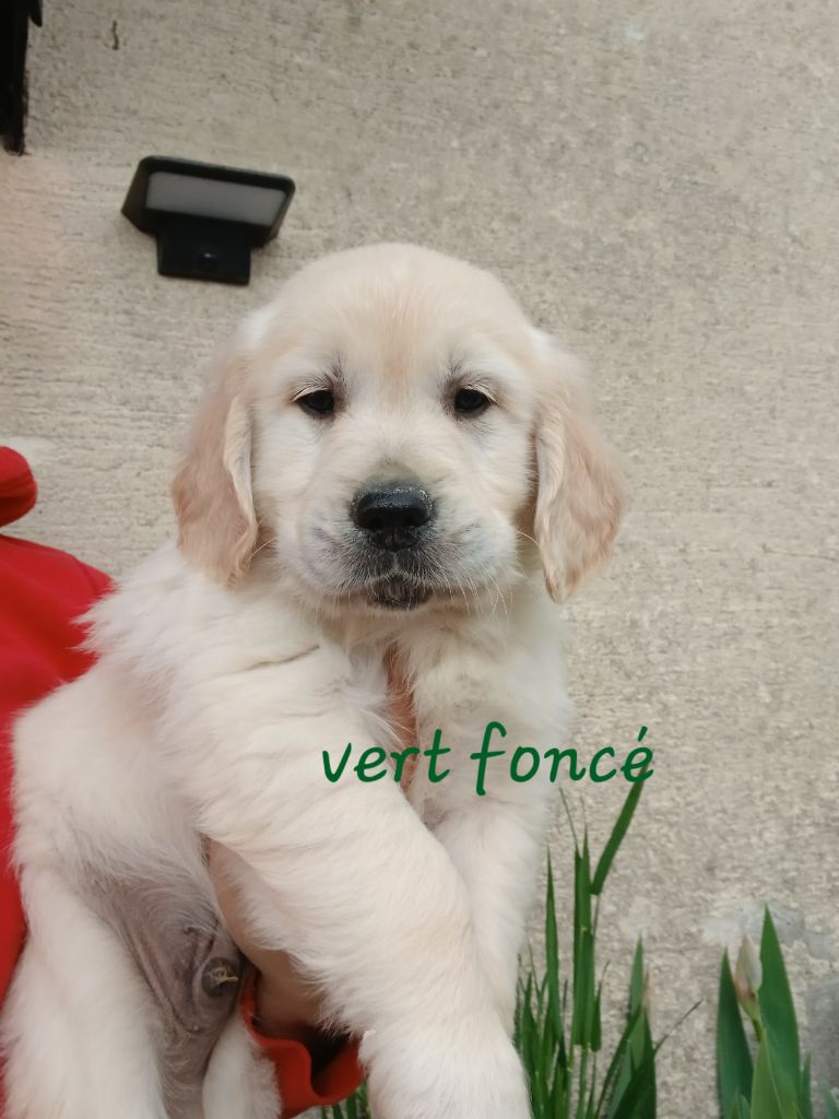 Du Royaume D'hocus Pocus - Chiots disponibles - Golden Retriever