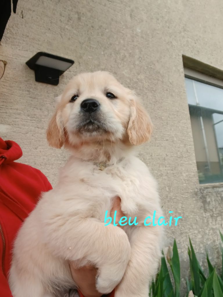 Du Royaume D'hocus Pocus - Chiots disponibles - Golden Retriever
