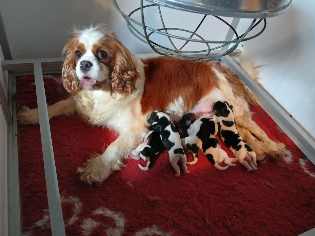 Du Royaume D'hocus Pocus - Cavalier King Charles Spaniel - Portée née le 05/06/2025