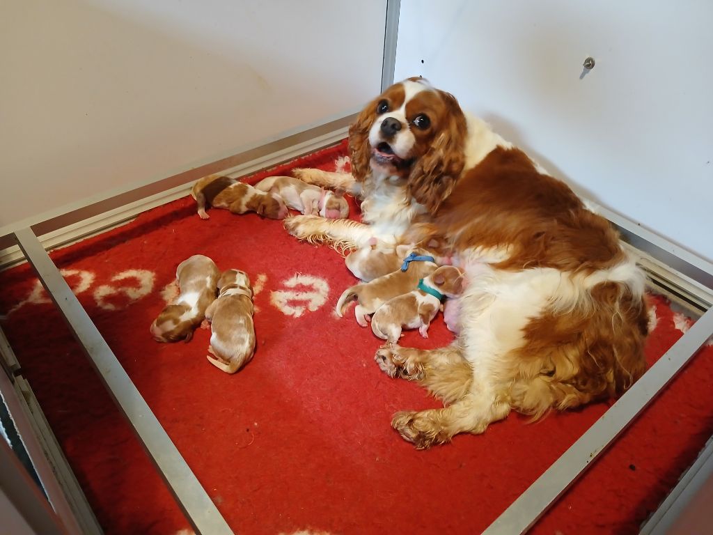 Du Royaume D'hocus Pocus - Cavalier King Charles Spaniel - Portée née le 06/06/2025