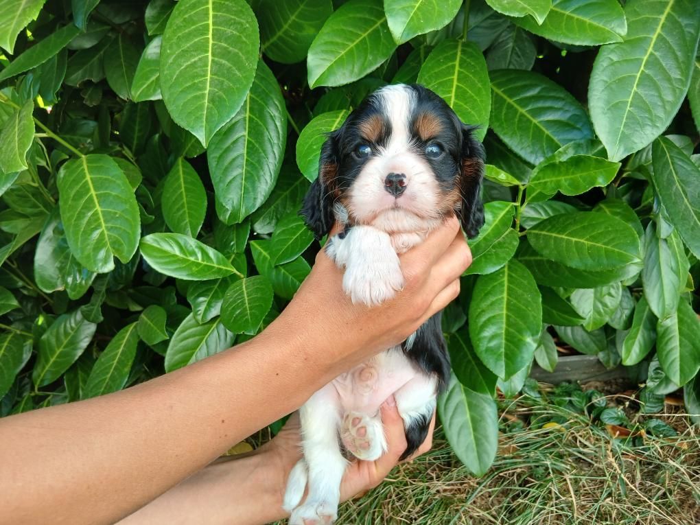 Du Royaume D'hocus Pocus - Chiots disponibles - Cavalier King Charles Spaniel
