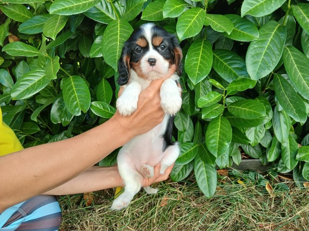 Du Royaume D'hocus Pocus - Chiots disponibles - Cavalier King Charles Spaniel
